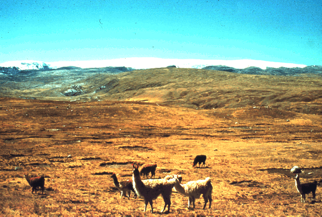 A herd of llamas in Peru.