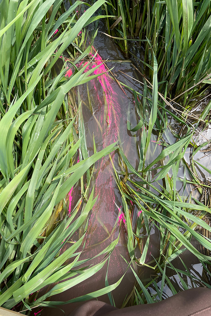 Phosphorus Retention in Agricultural Headwater Streams surrounded by tall grass