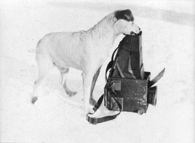 Black and white of a dog with camera equipment in snow.
