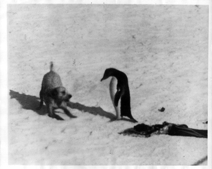 Black and white picture of a small dog in a playful pose next to a penguin.