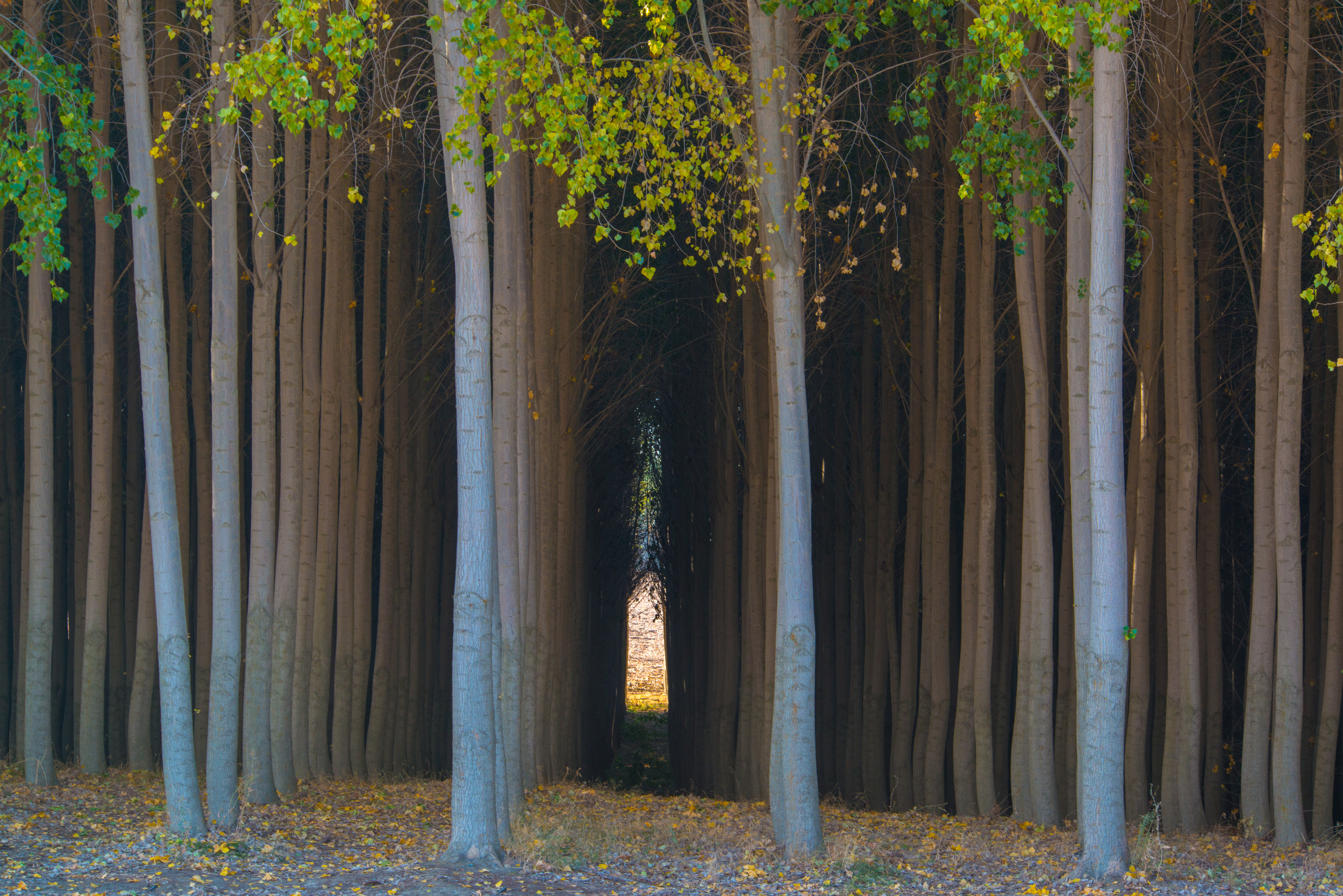 Row of tall trees with sparse yellow leaves lining a dark path, leading to a bright gap at the end.