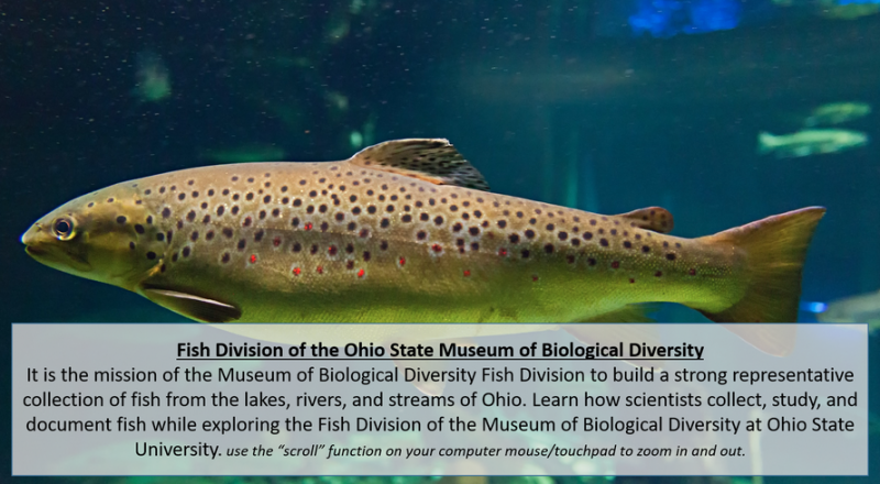 Fish Division of the Museum of Biological Diversity