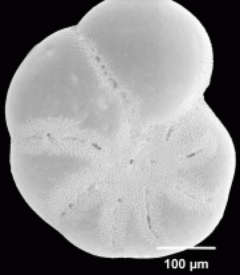 Elphidium subarcticum 1 Elphidium subarcticum 1