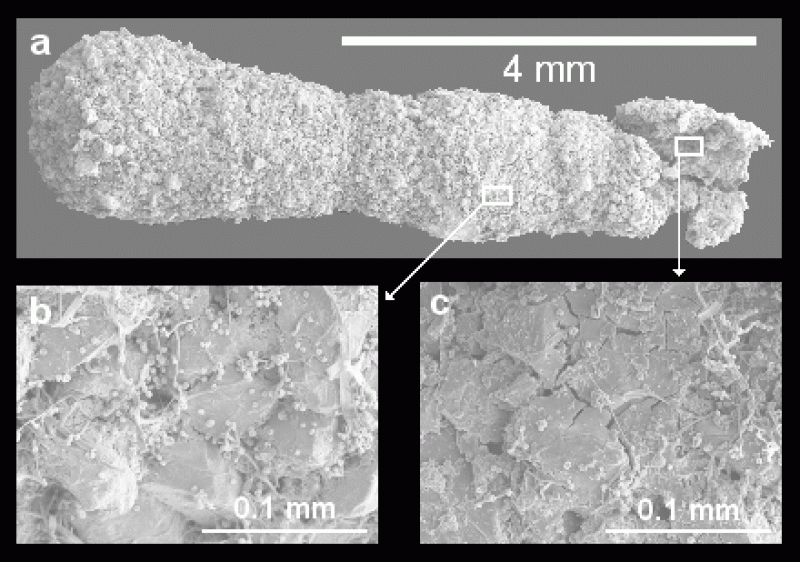 Hyperammina subnodosa 3