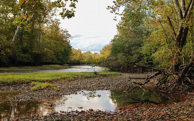 Columbus Olentangy River trail. It is surrounded by tall green trees and puddles of water 