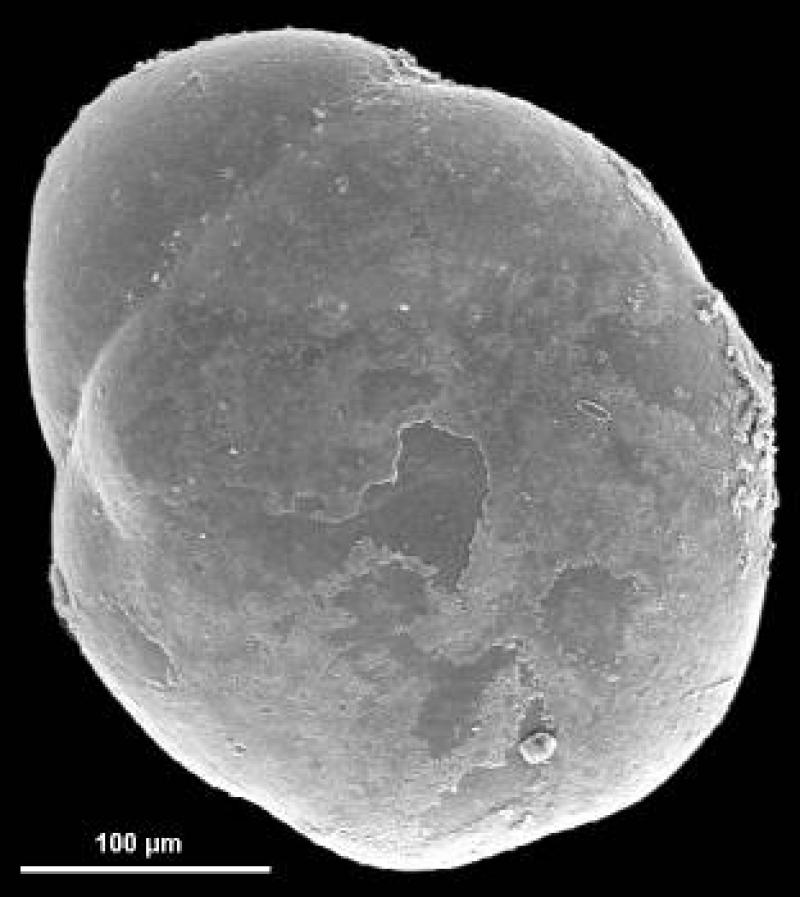 Discorbidae spp. 2 Discorbidae spp. 2