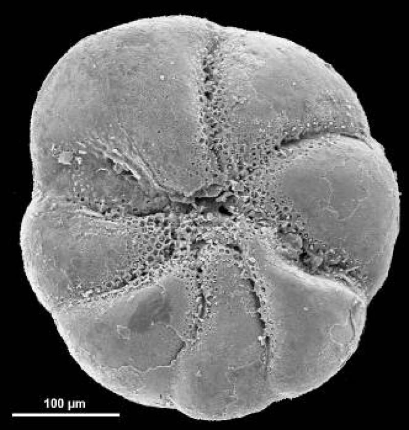 Discorbidae spp. 3 Discorbidae spp. 3