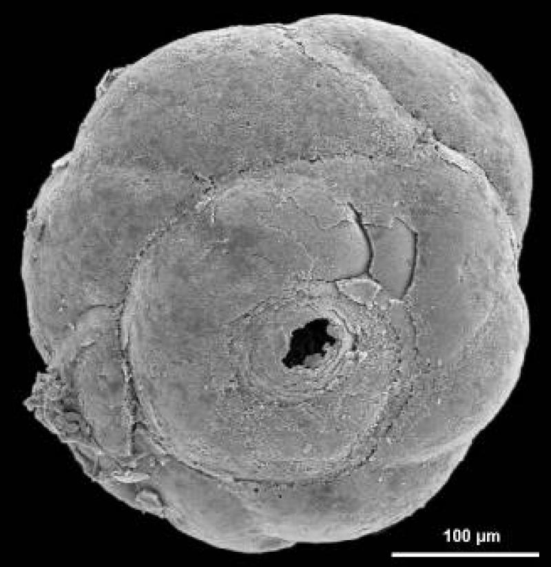 Discorbidae spp. 4 Discorbidae spp. 4