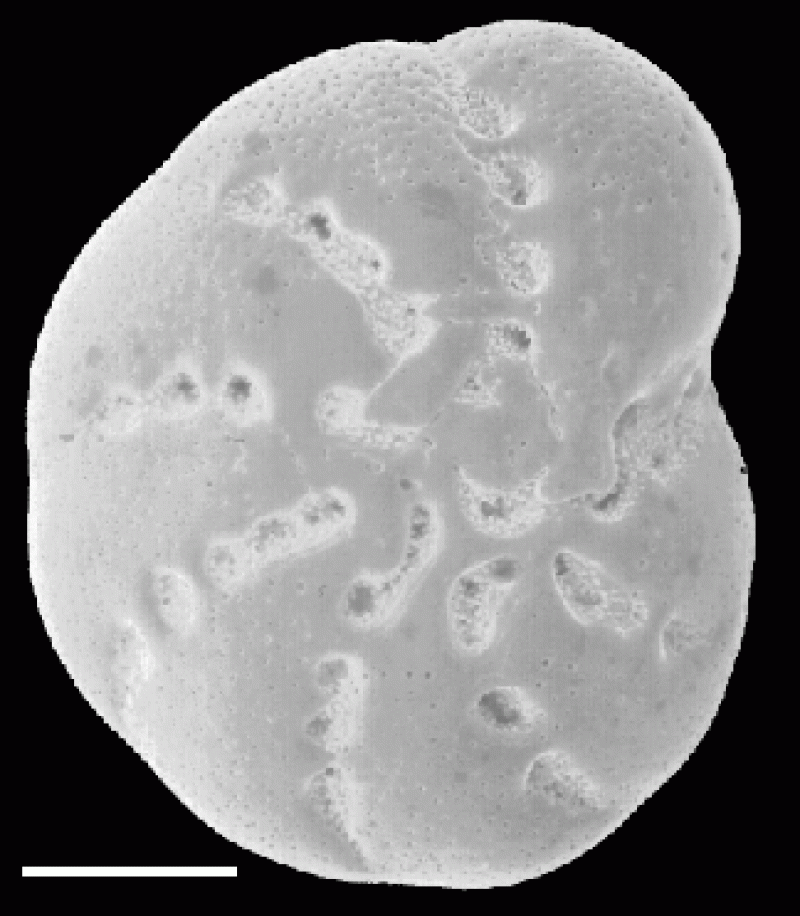 Elphidium excavatum 1