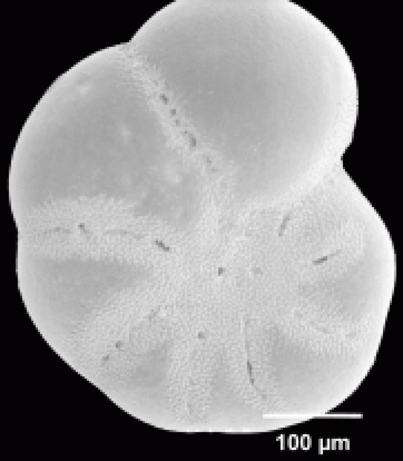 Elphidium subarcticum 1