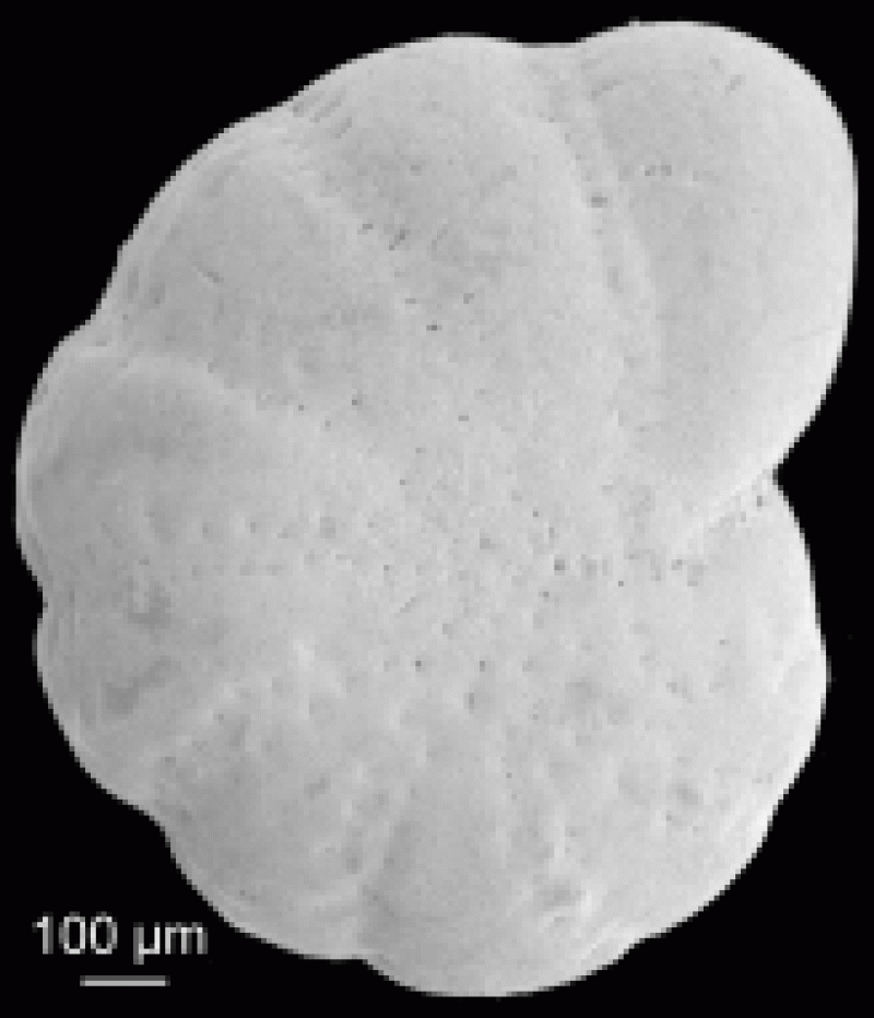 Elphidiella arctica 1 Elphidiella arctica 1