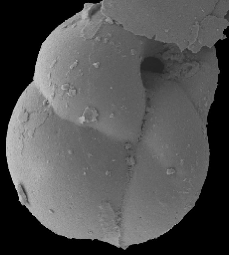 Epistominella arctica 1 Epistominella arctica 1