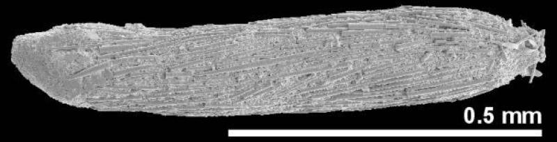 Technitella legumen 1