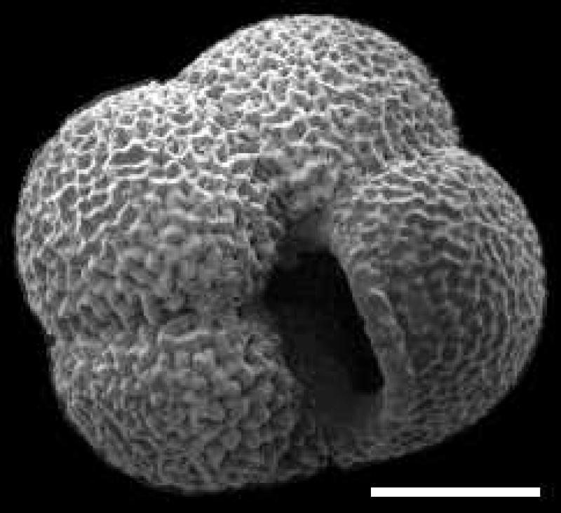 Neogloboquadrina pachyderma 1