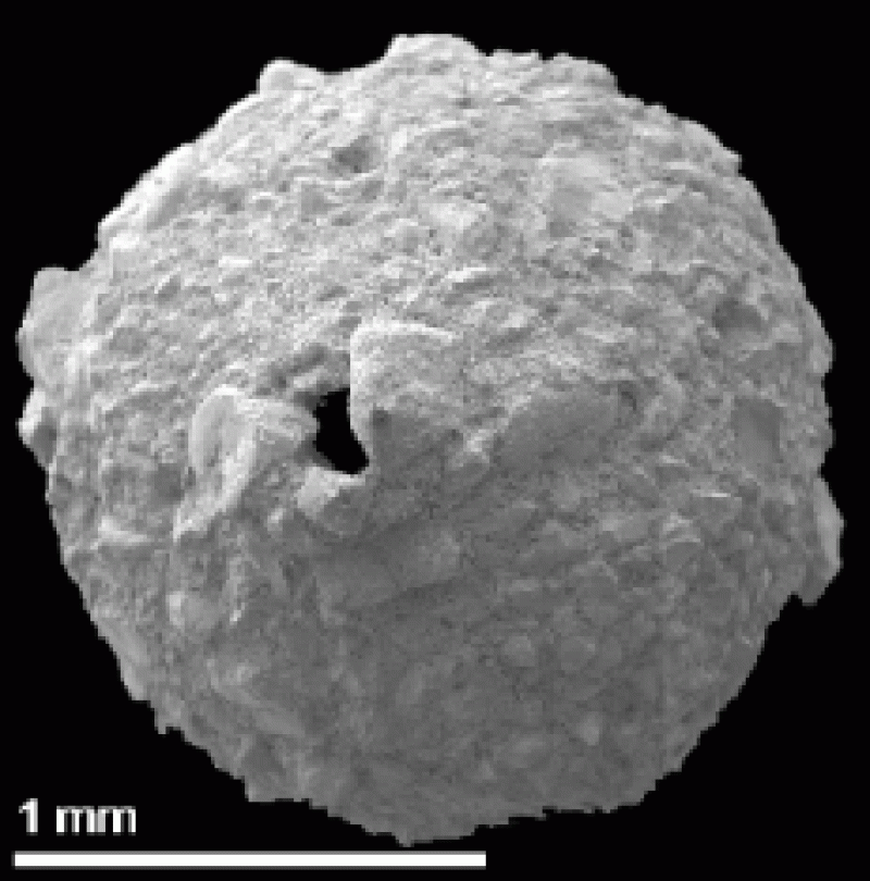 Reophax pilulifer 2 Reophax pilulifer 2