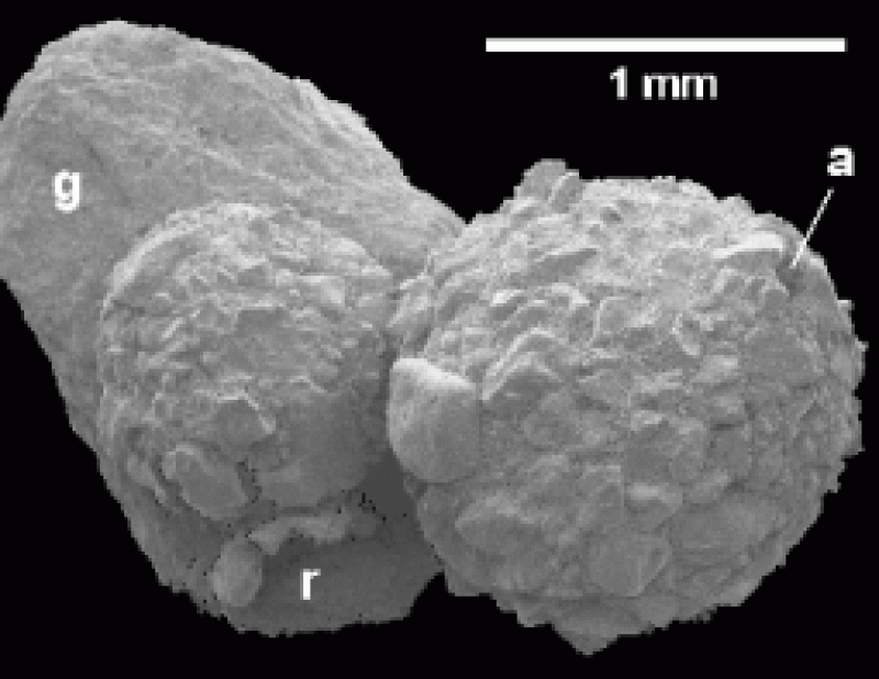 Reophax pilulifer 3 Reophax pilulifer 3