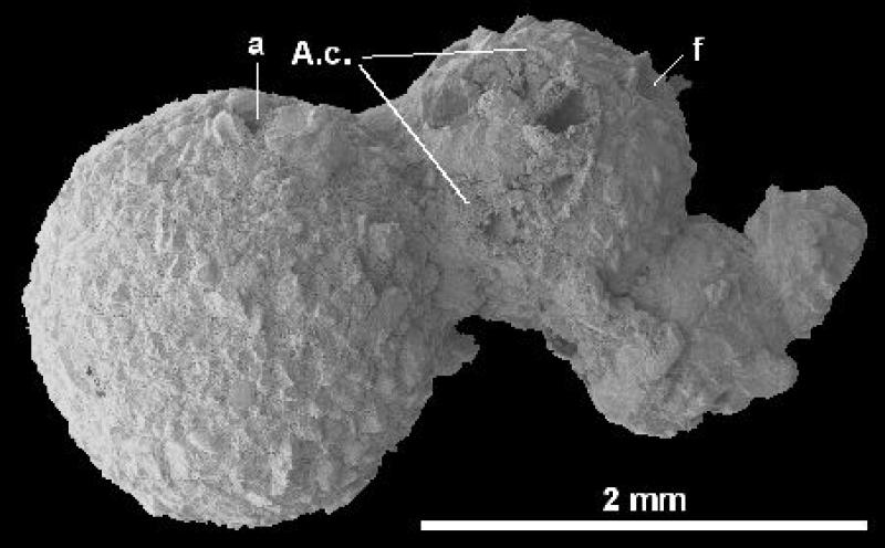 Reophax pilulifer 4 Reophax pilulifer 4