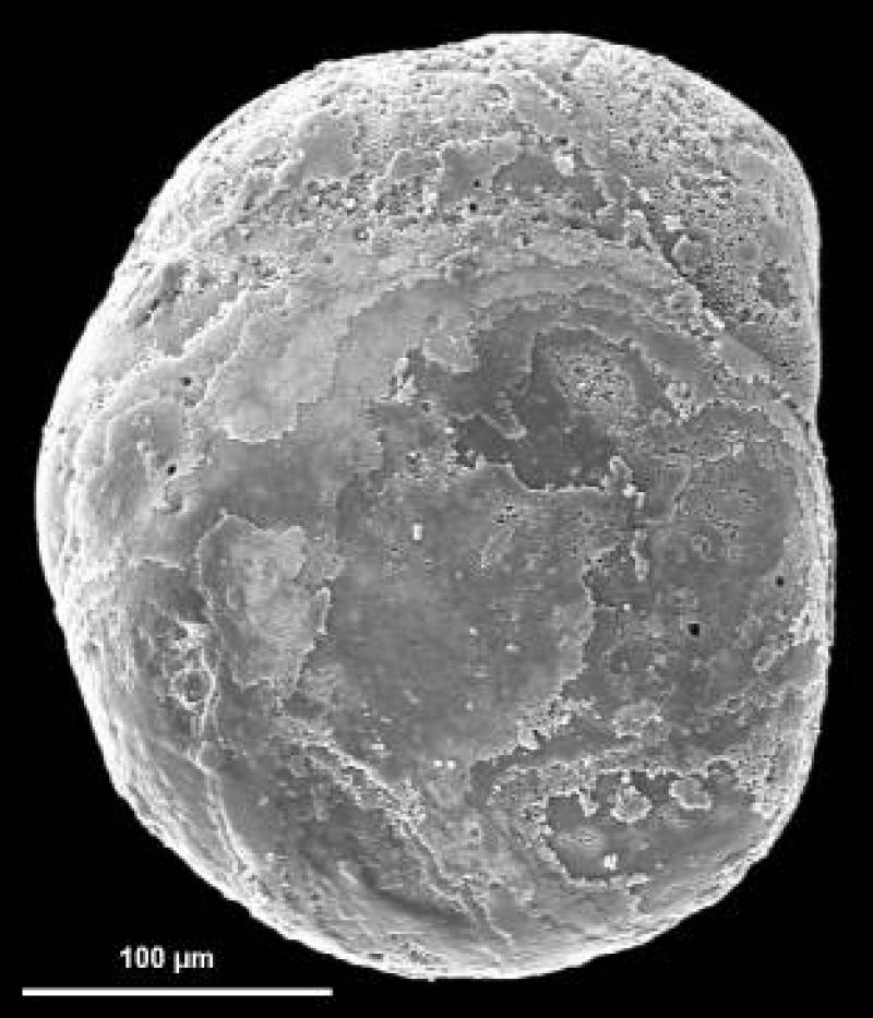 Discorbidae spp. 6 Discorbidae spp. 6