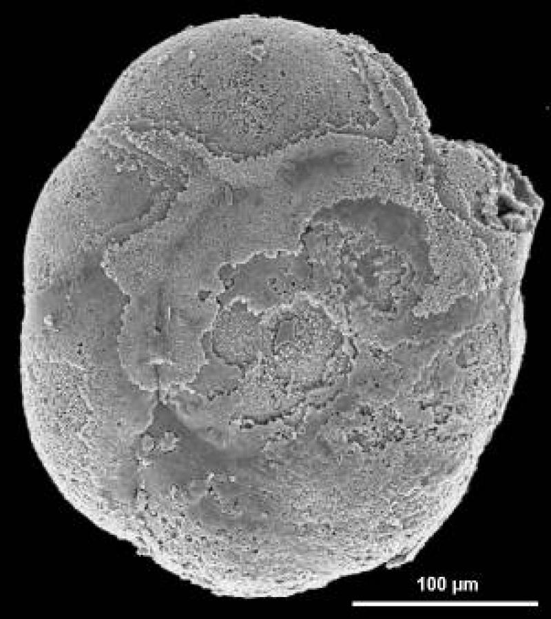 Discorbidae spp. 8 Discorbidae spp. 8