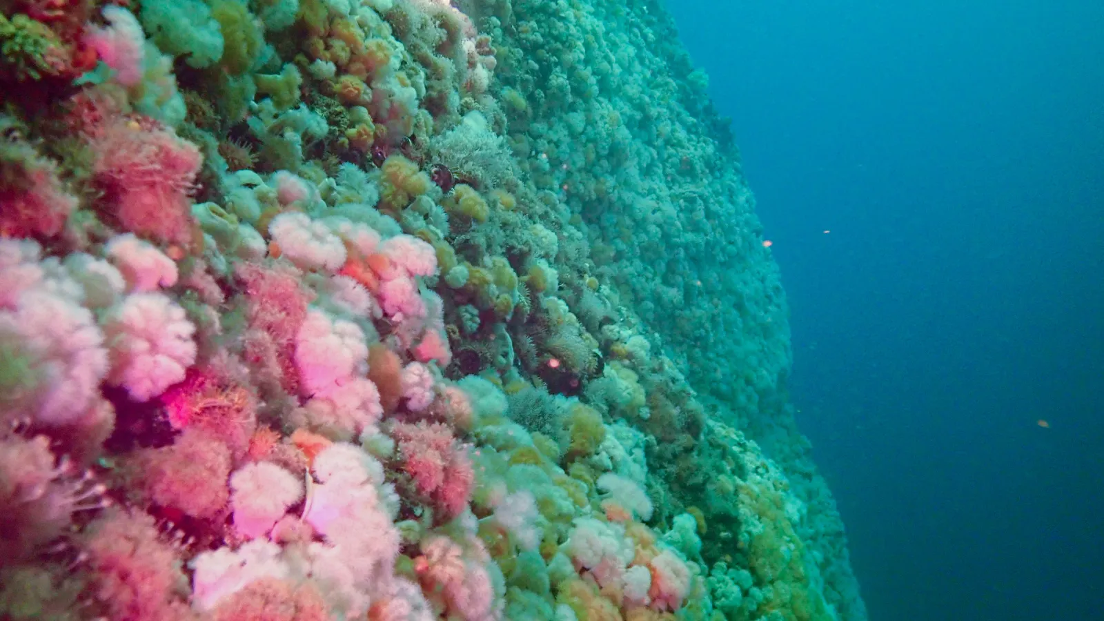 Pink and Green Sea Anemone