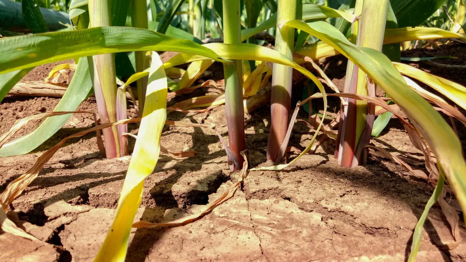 The zone where soil and plant roots meet is rich with microbes that influence plant growth and health.