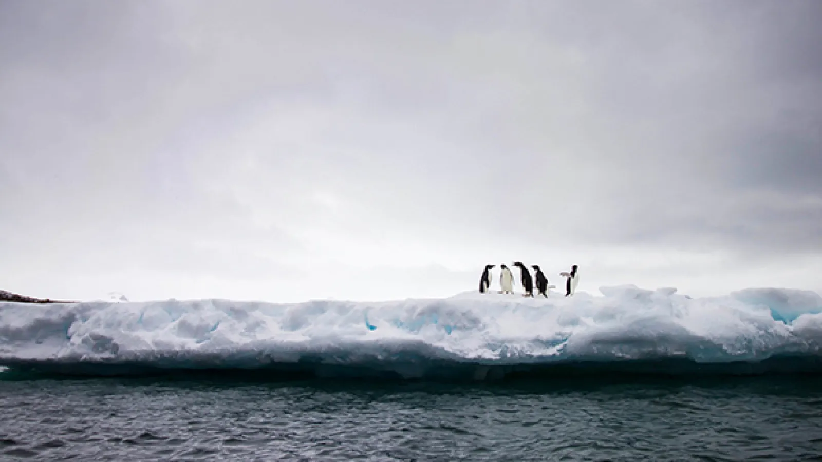 Penguins group together on the ice. The dark blue arctic waters are seen directly in front of them 