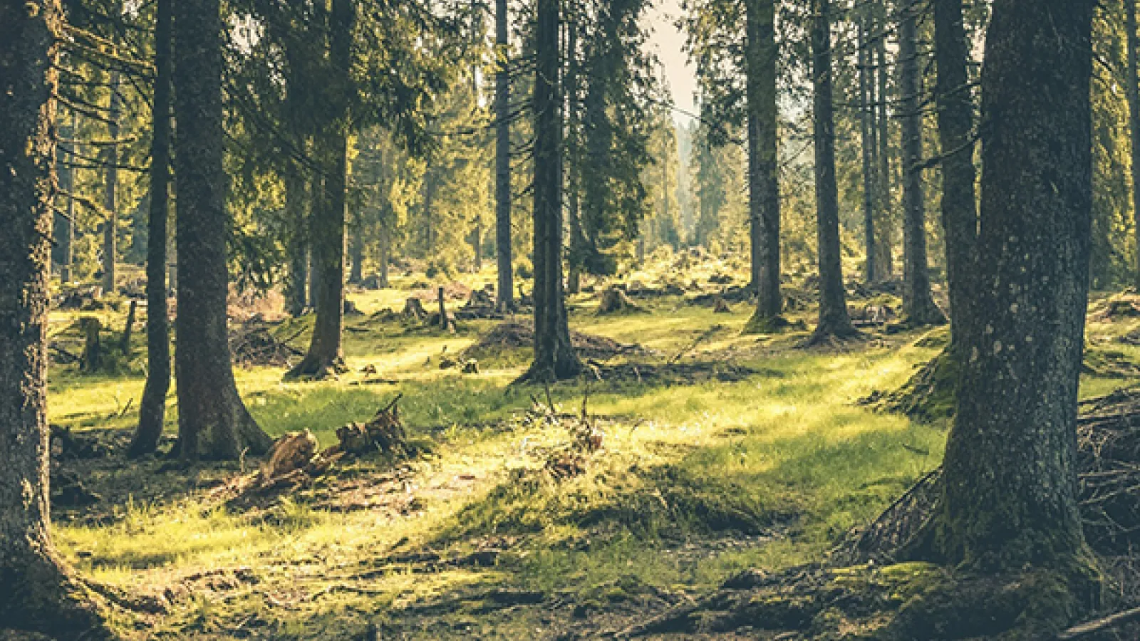 Mossy forest ground with many trees