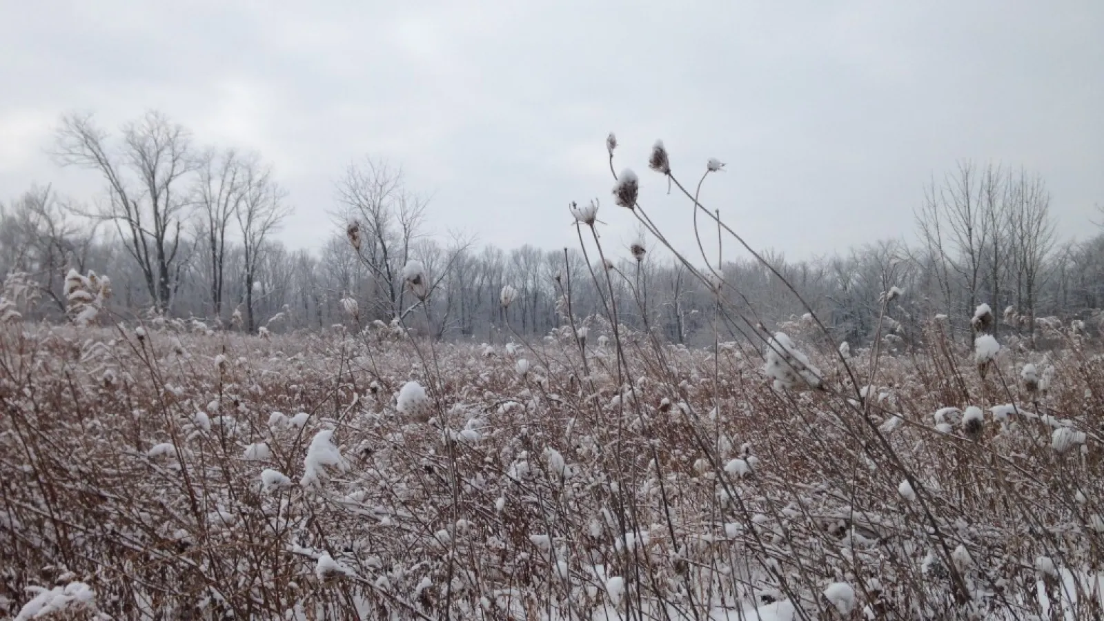 field of grass covered in snow in the dead of winter 