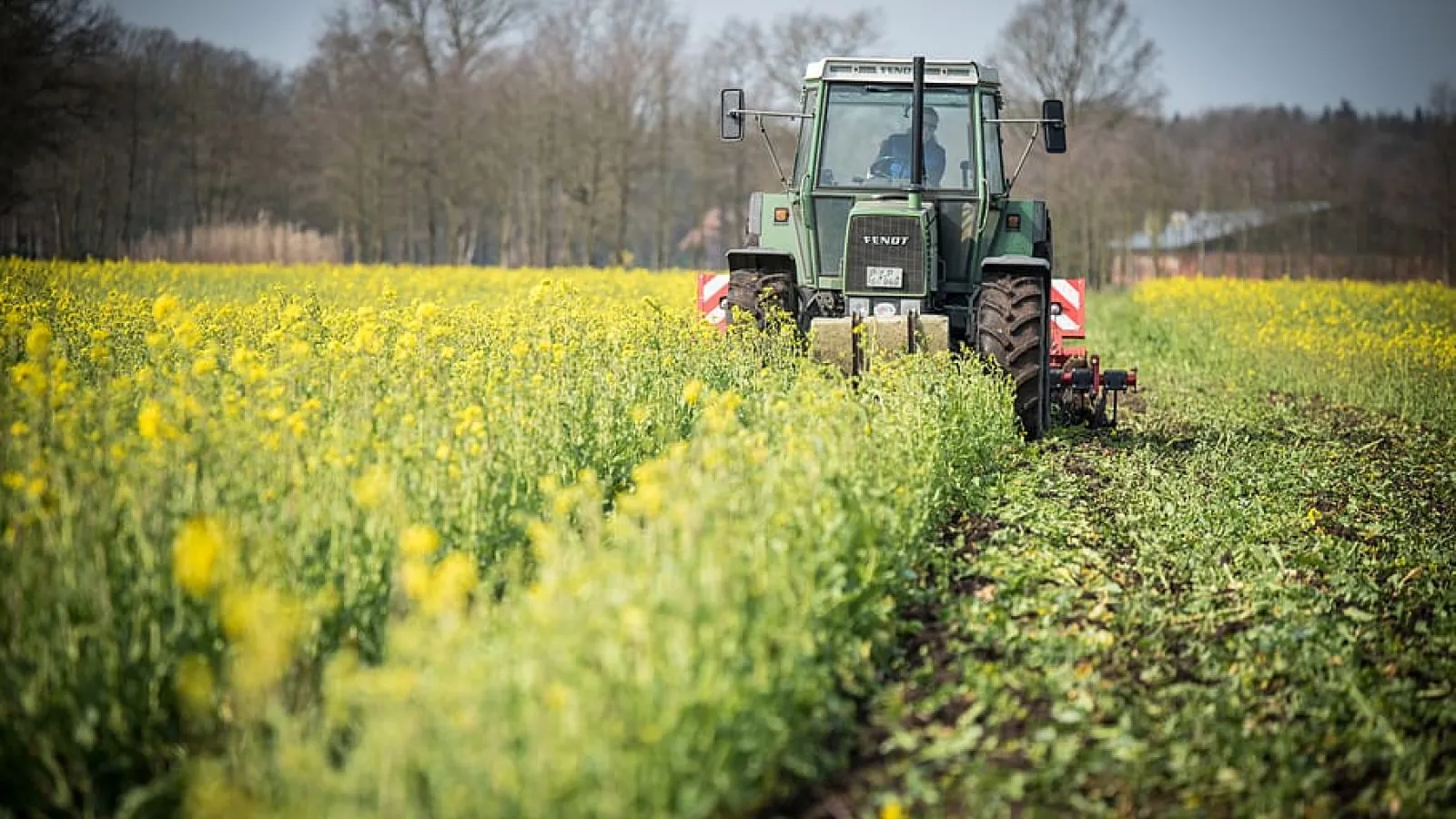 A tractor drives through a green field on a farm 