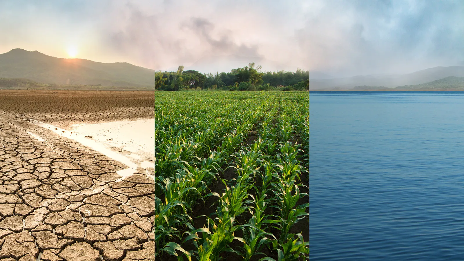 A three paneled image showing first drought, then crops, then water