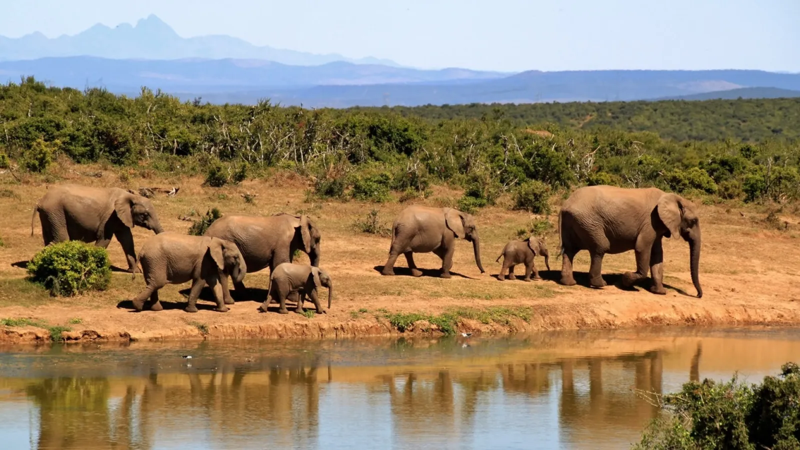 Elephants along the river in Africa