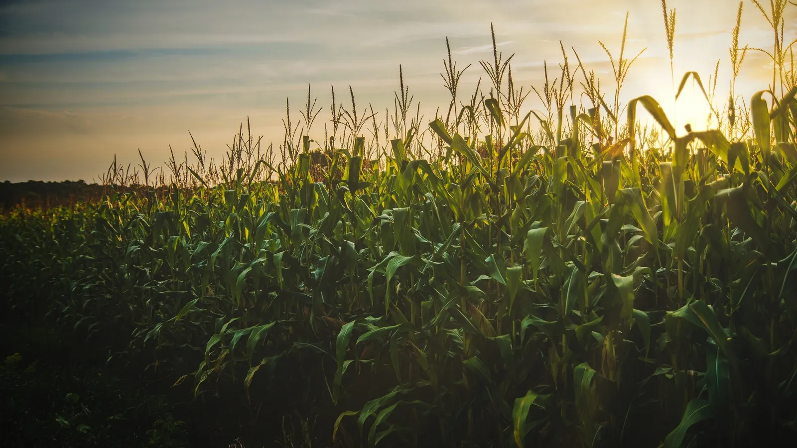 Cornfield at sunrise