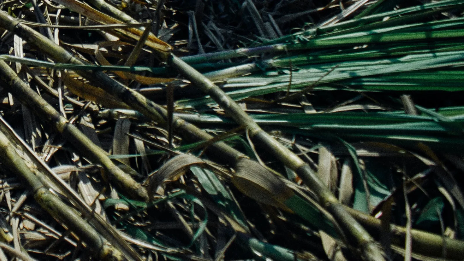 Sugar canes on ground in field