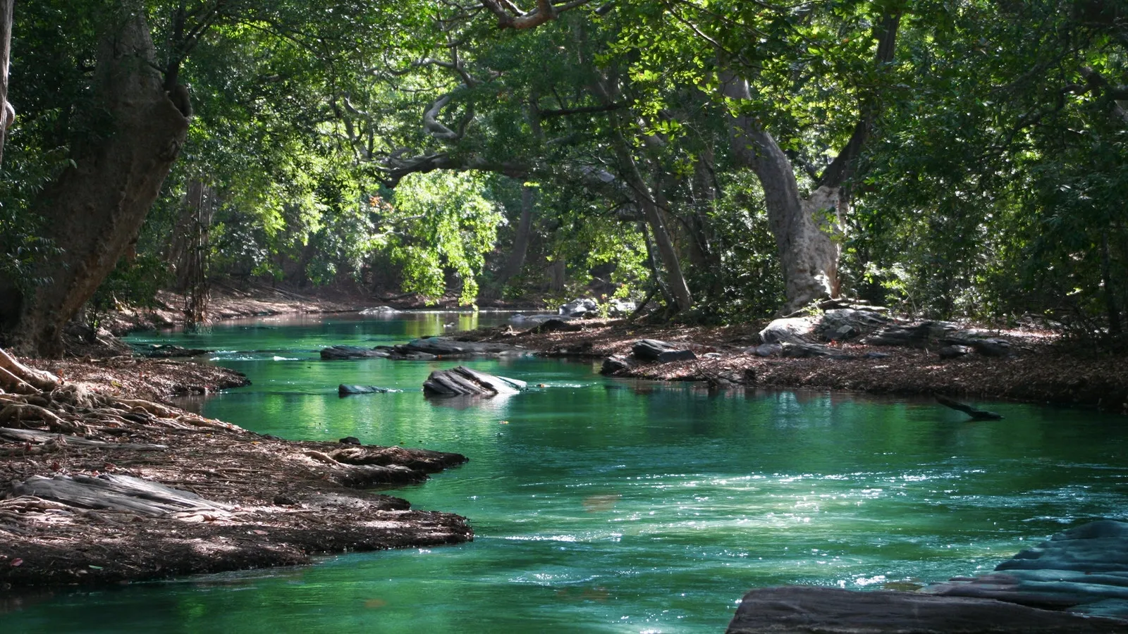 scene of trees and rocks and Stream flowing 