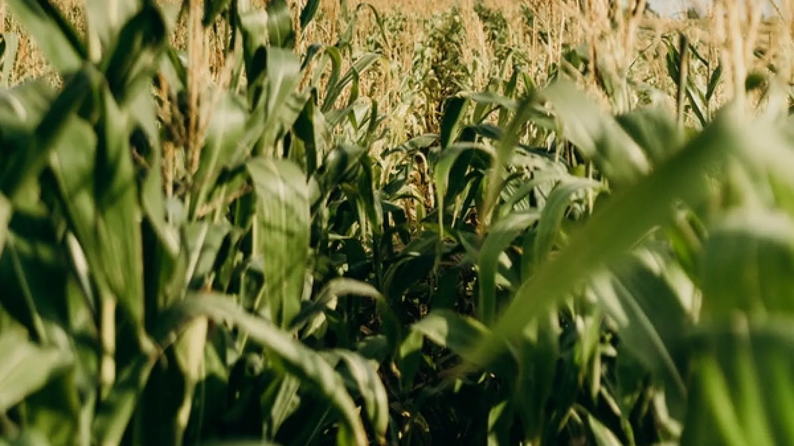 inside green Corn field with  view of trees at a distance on a clear day