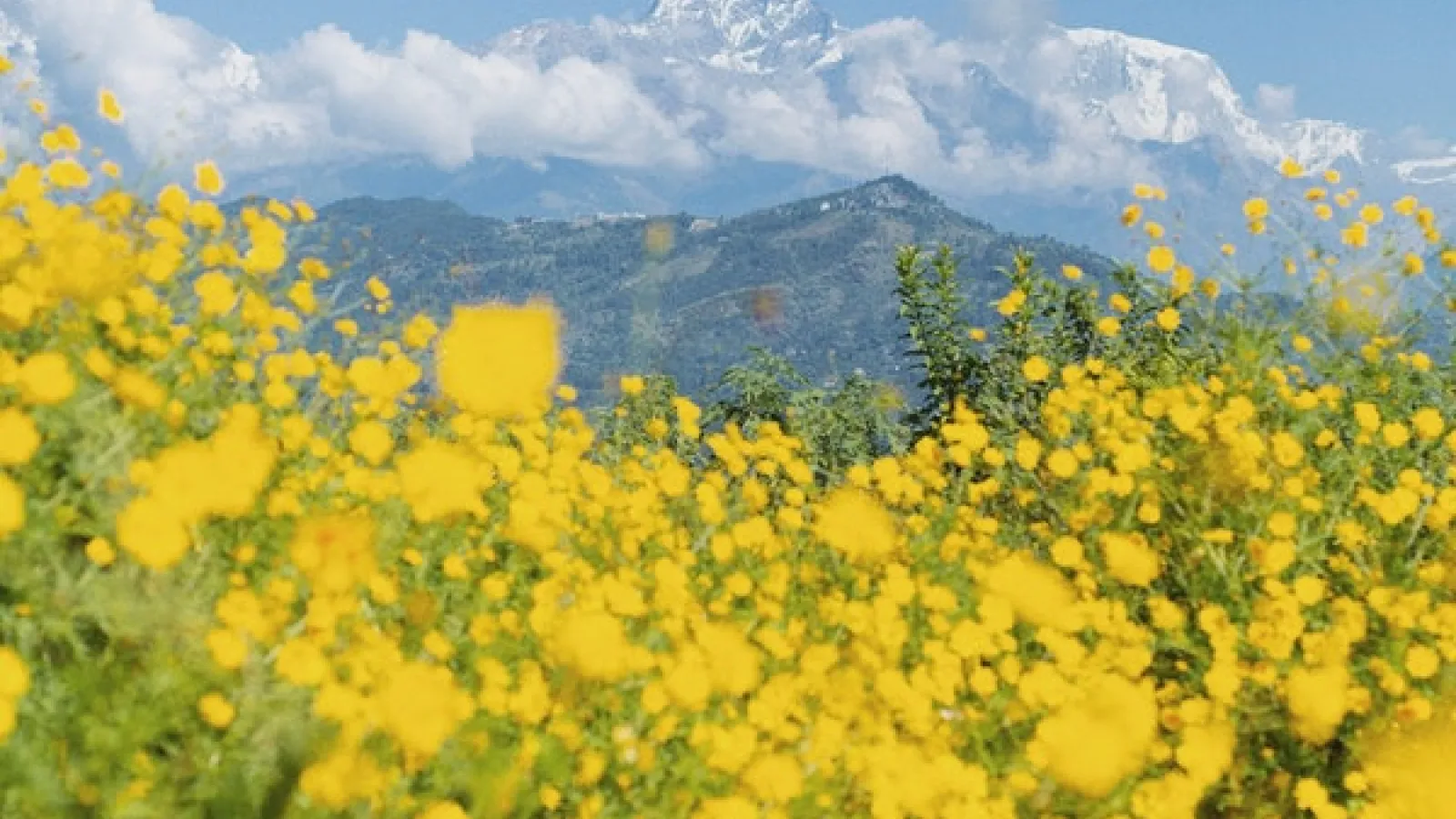 Field of yellow flowers under a blue sky and mountains.