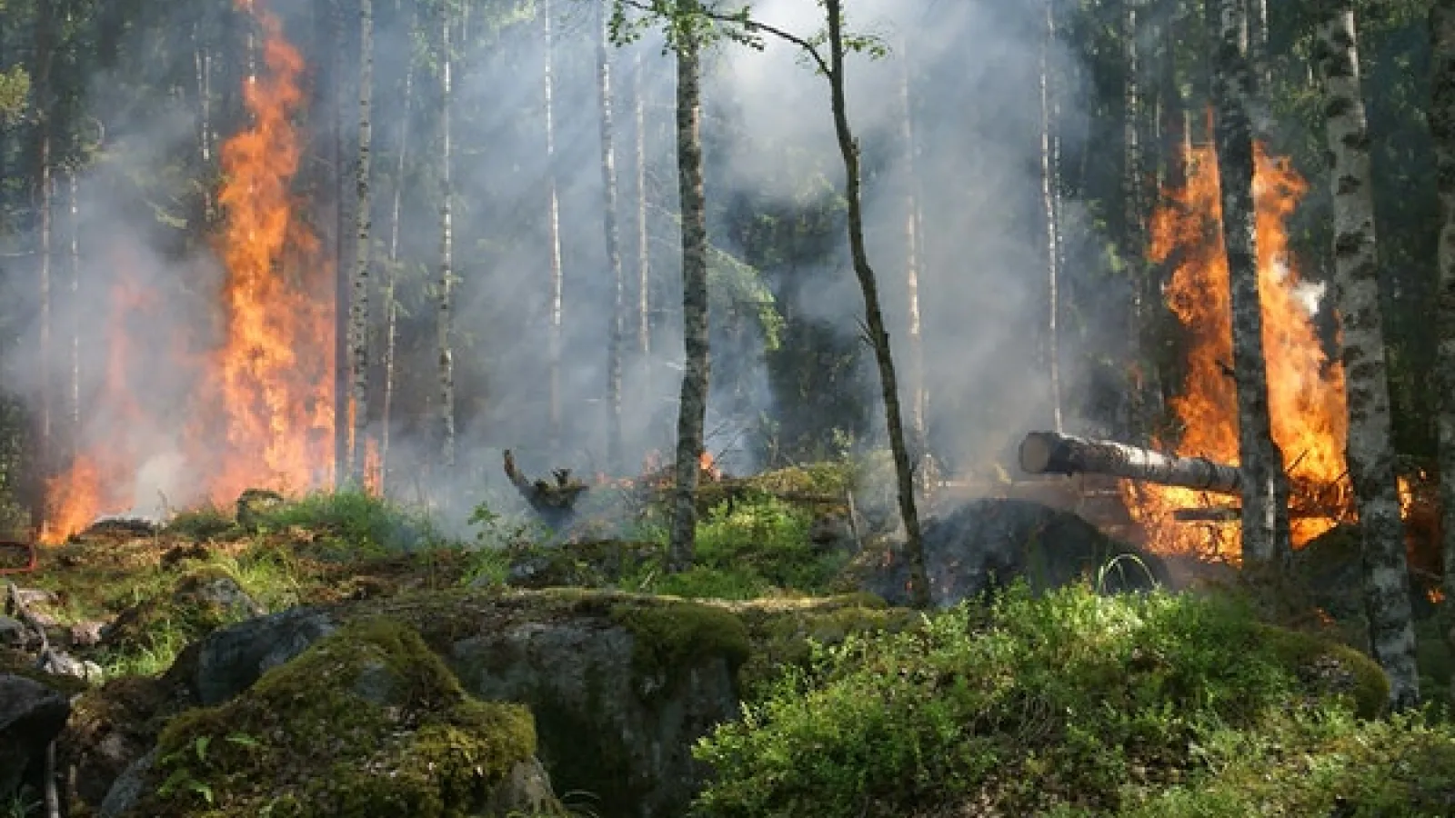 Forrest with green brush and some trees on fire and some still standing