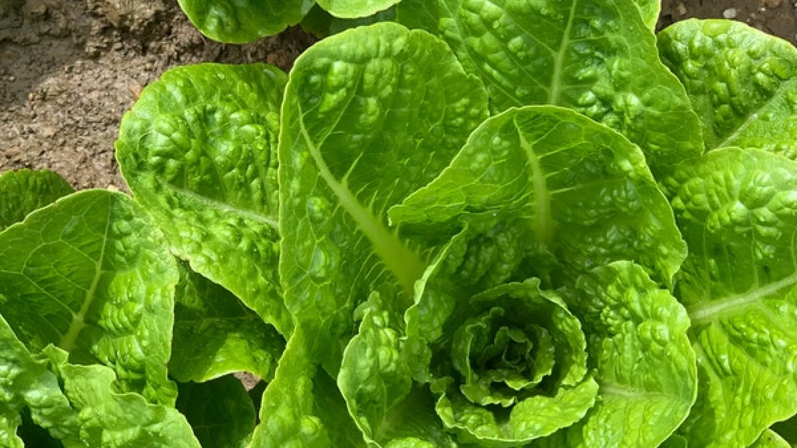 One green round romaine lettuce head on brown soil.