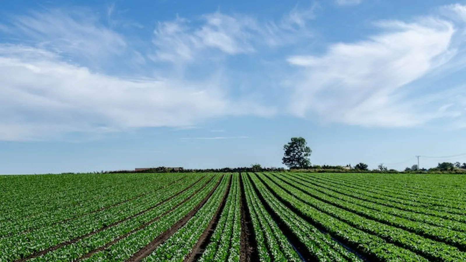 Farm field with organized rows of vegetation and a tree line in a distance with a big tree and power line with white feather clouds and blue skies