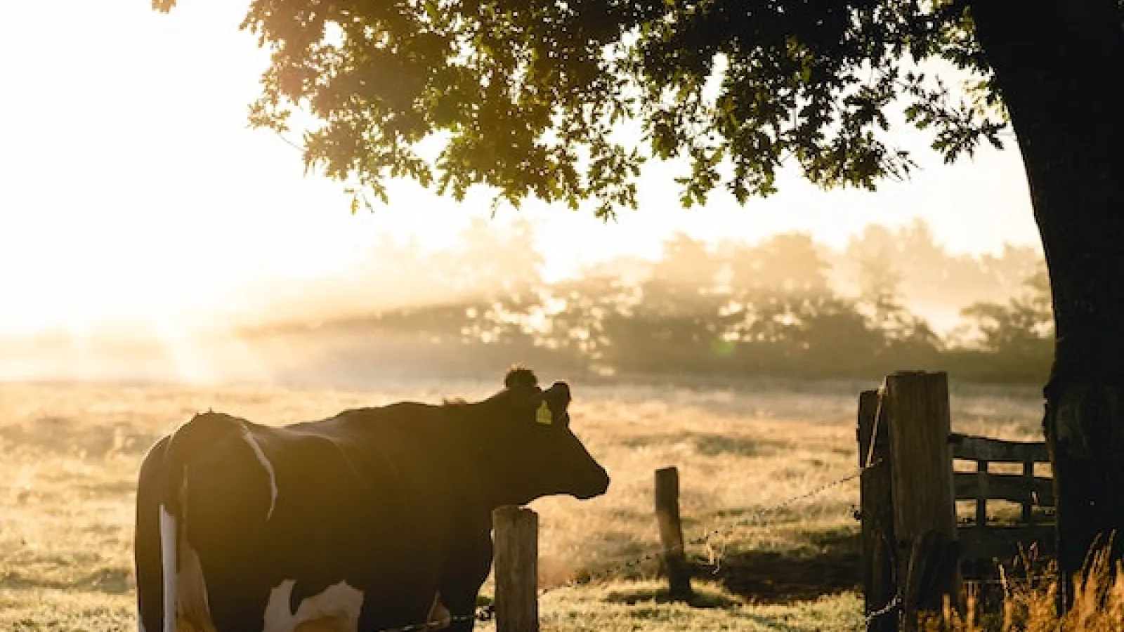 side view of a black and white cow standing next to a wire dense and looking to the right over it in a grass field at a distance and a tree close by as the sun rises with a white haze over the tree line and  grass at a distance