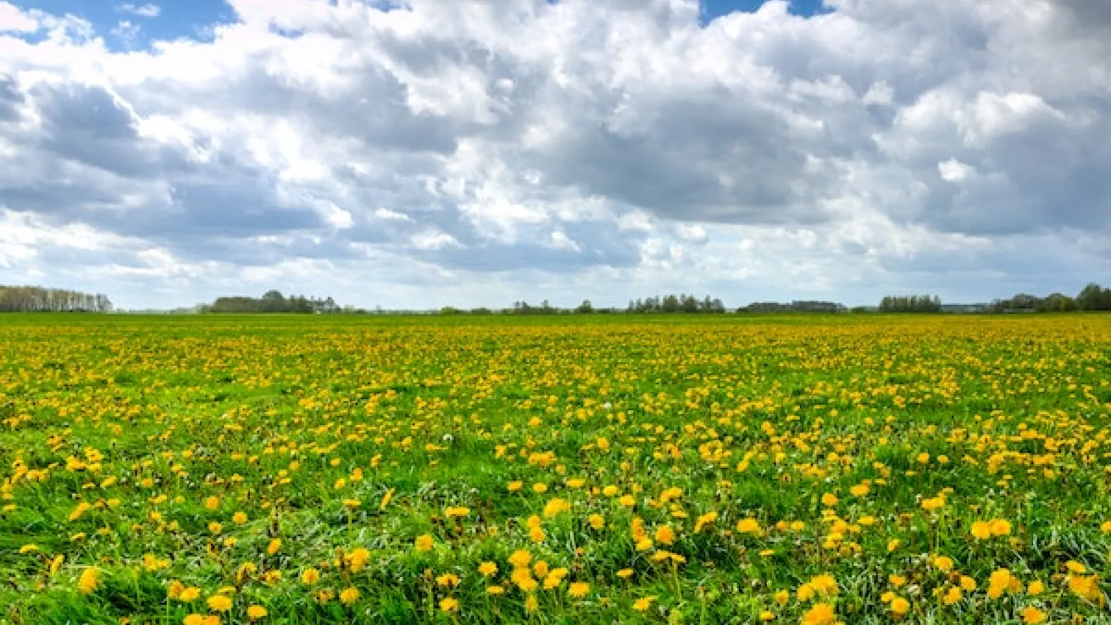 an open field full of yellow Dandelion flowers with green leaves and blue skies with white buffy clouds. 