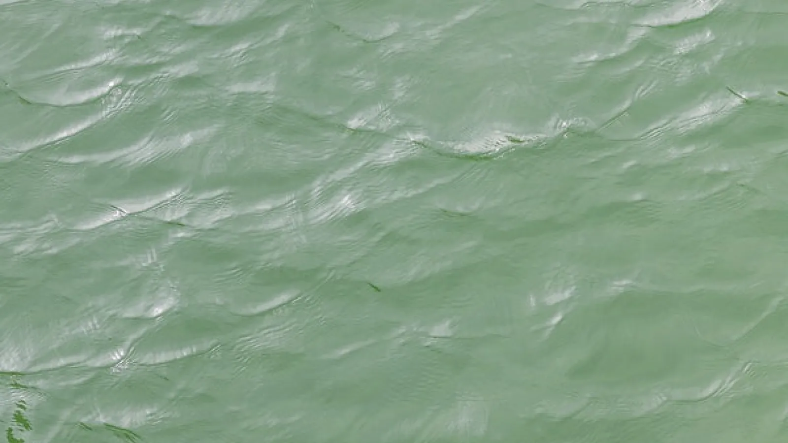 calm, green body of water with light waves 