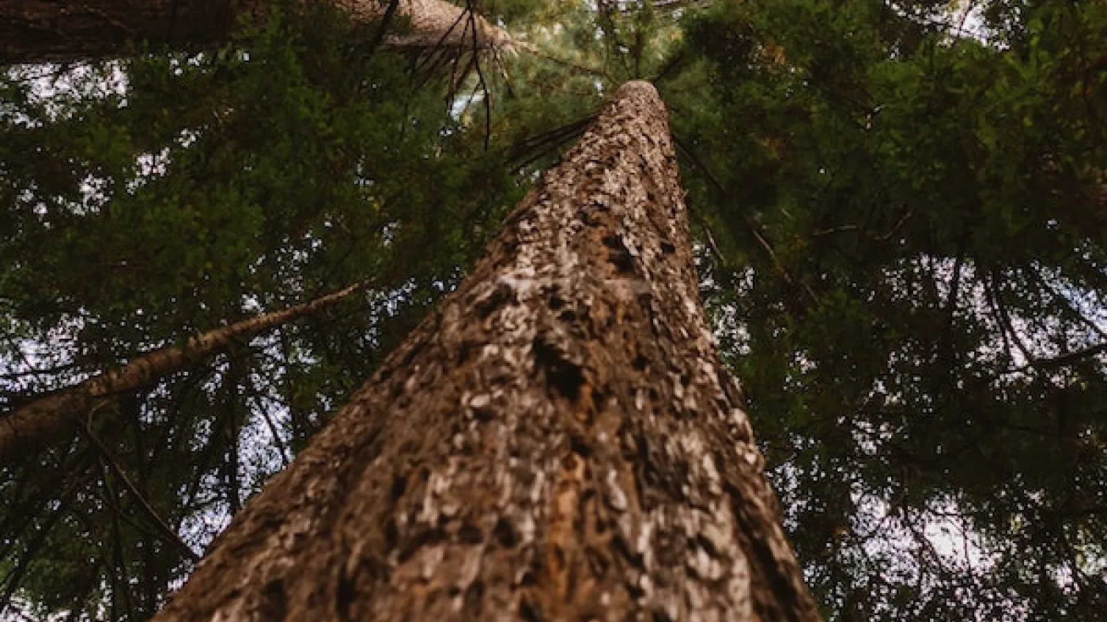 A vertical view looking up from the bottom of a brown pine looking tree trunk up to the sky with other trees and tree canopy above with some blue white sky showing through