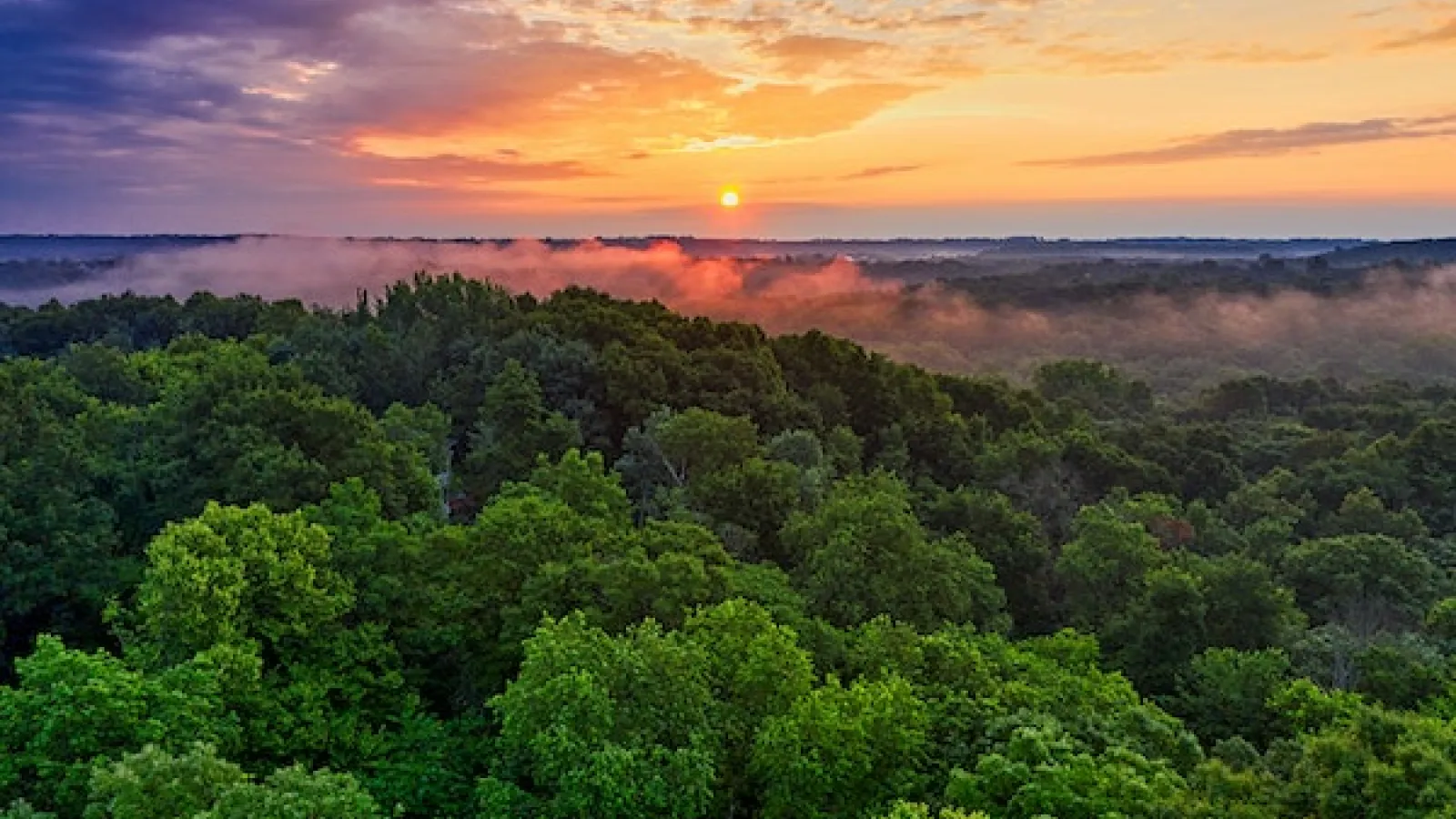 A canopy of tree tops with ground clouds covering some trees in a distance as the sun rises with orange blue purple skies and some feather clouds