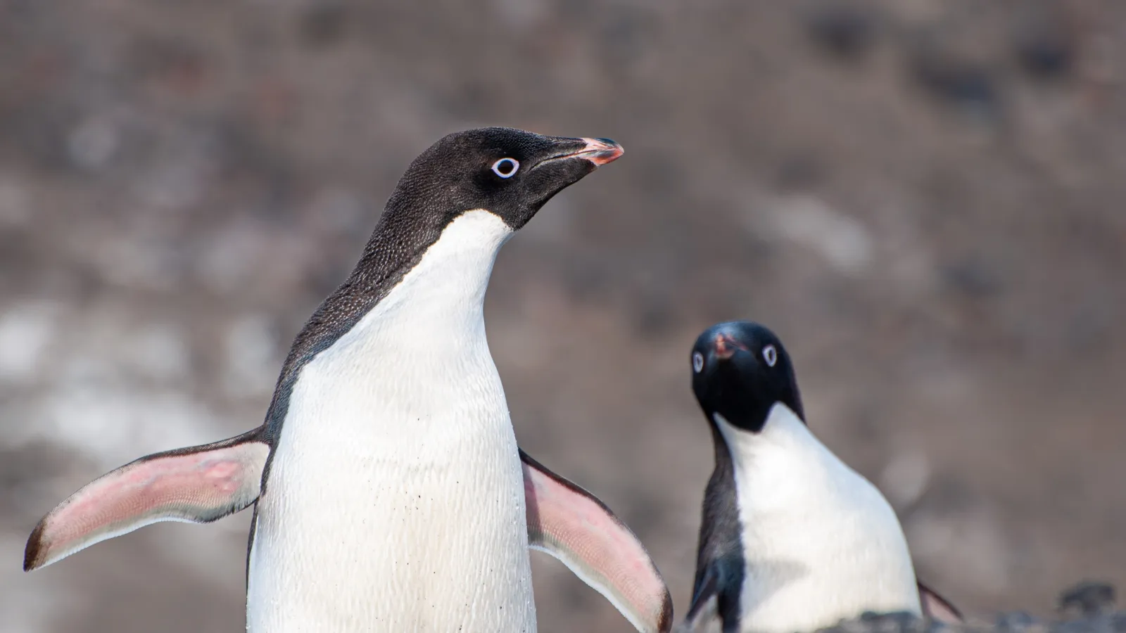 2 white chested black head penguins chest up in black sand hill in foreground and blurred background with left penguin standing up a bit spreading it's flippers revealing ventral pink skin on each flipper