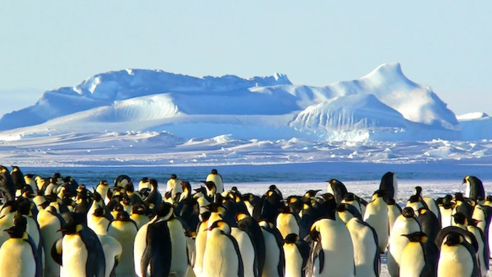 Group of penguins with white yellow chest huddled around on the snow covered shores of a body of water in the foreground while in the background there is a snow covered mountain on the other side of the mountain against a blue sky