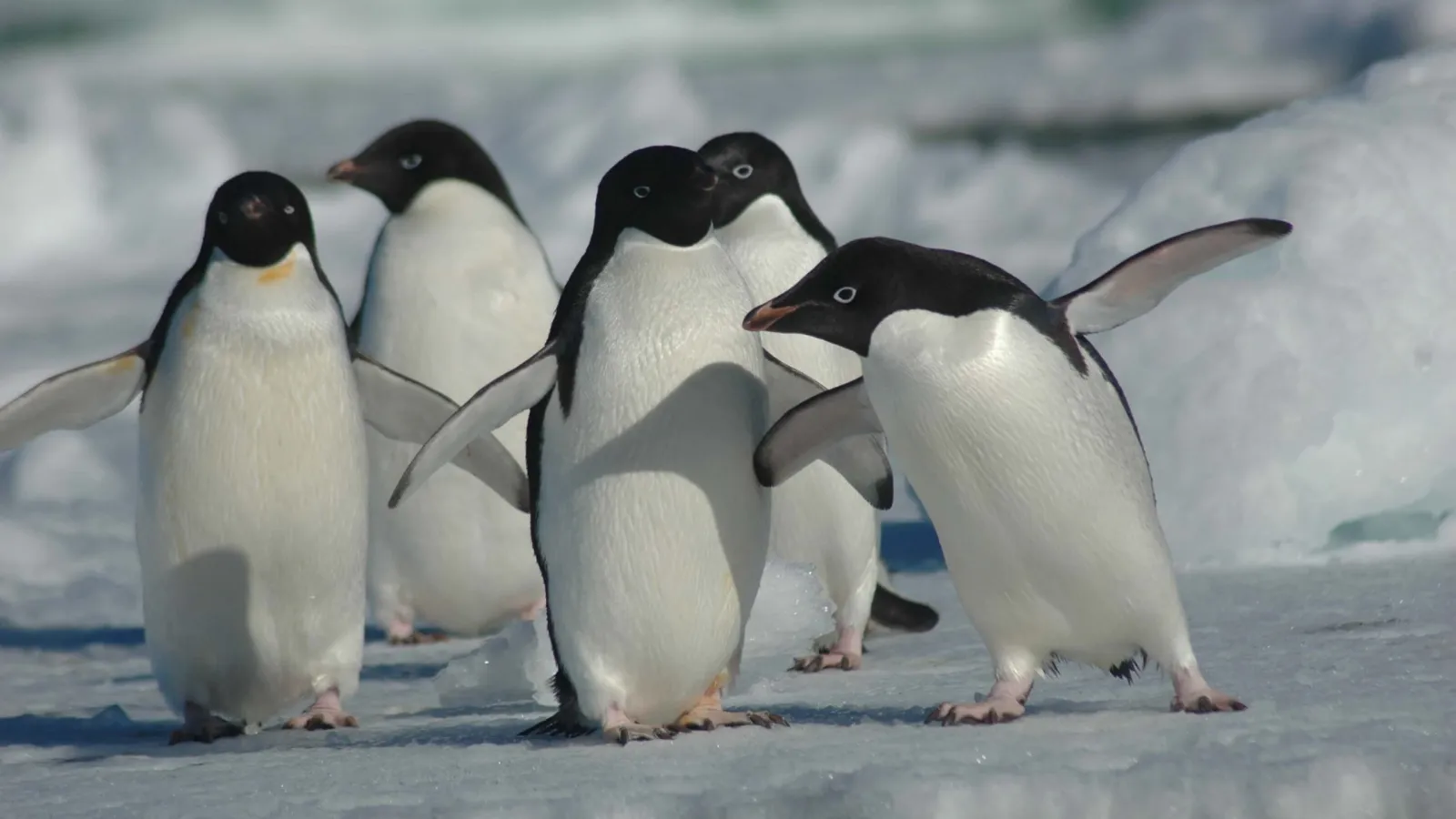 Five Adélie penguins waddling across the ice. They are small and smooth, with mostly white bodies, except for their heads and backs.
