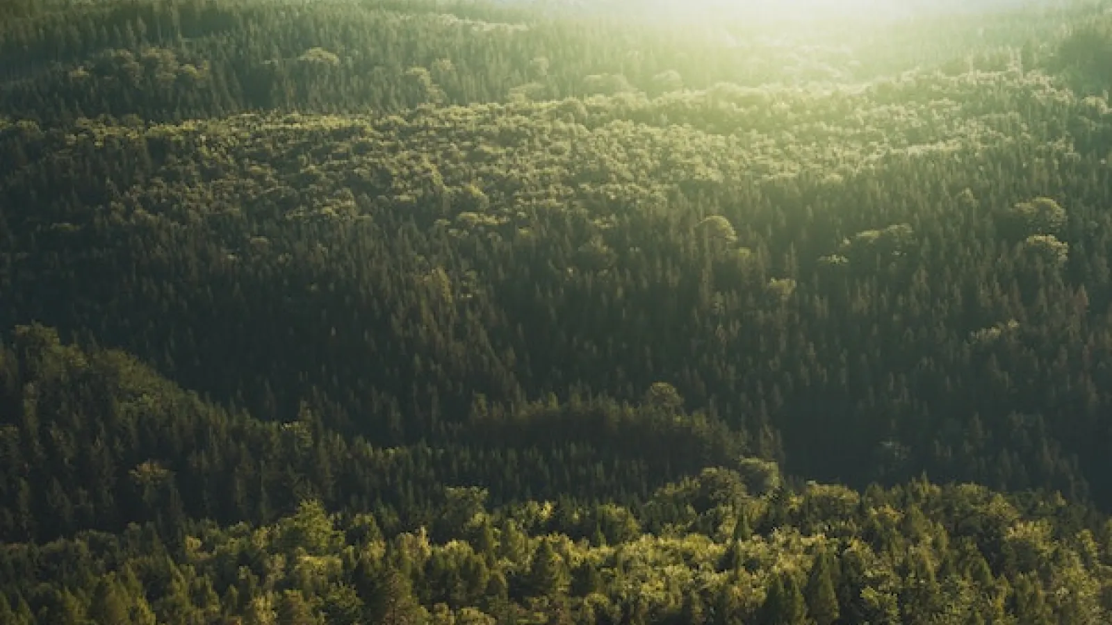 Aerial view of the tree tops in sunlight 