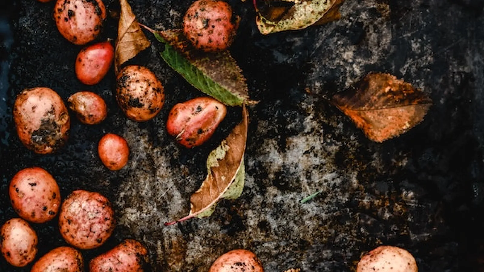 A bunch of different size, dirty red skin potatoes on the wet dark dirt ground with leaves around 