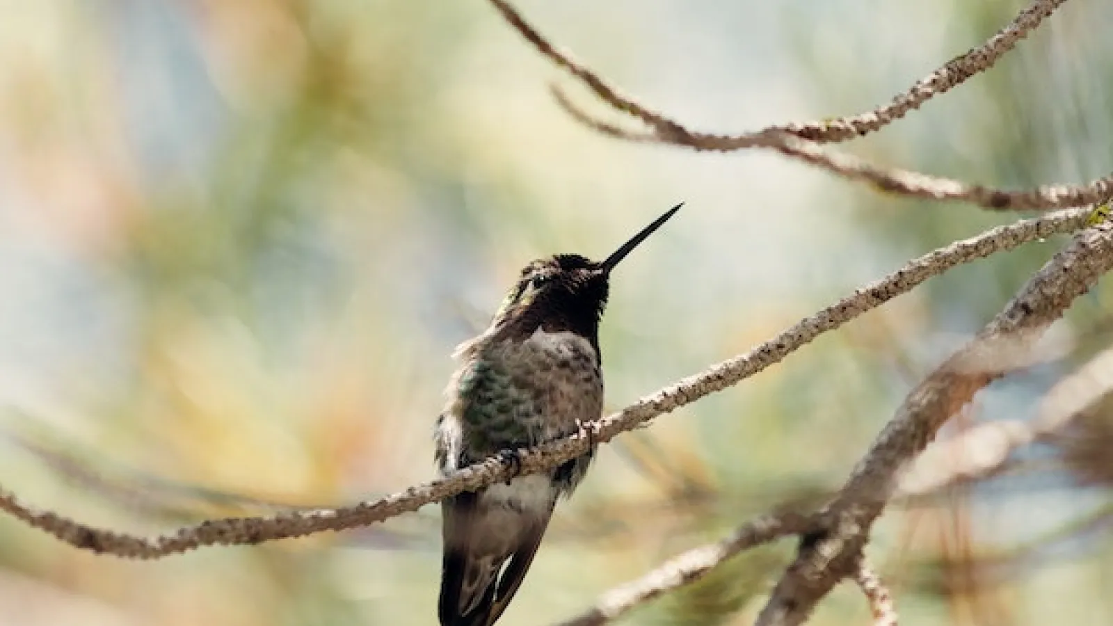 Humming bird on a banch